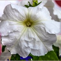 Про цветы :: Aquarius - Сергей