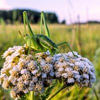 Коленками назад :: Александр Леонов