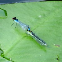 Начало любви :: Александр Чеботарь Начало любви :: Александр Чеботарь