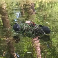 Лысухи :: Сапсан 