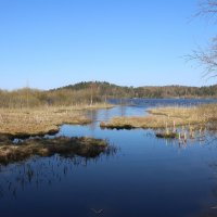 Токсово :: Наталья Герасимова