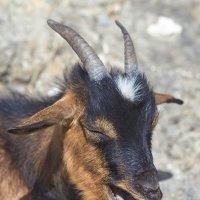 Разговорчивая :: Светлана Тихонина