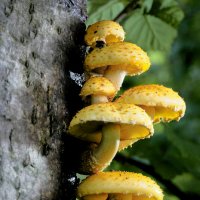 Грибы :: Эдуард Куклин