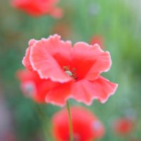 **** :: Иван Литвинов