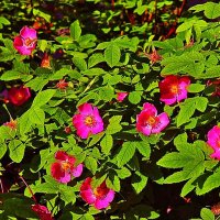 Июнь...Шиповниковое панно! :: Владимир 