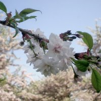 Весна в деталях :: Роман Савоцкий