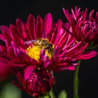 Хризантемы :: Игорь Сикорский