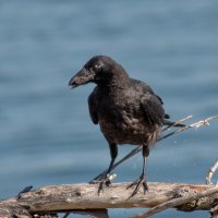 .. :: vladimir .. :: vladimir