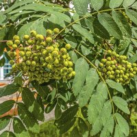 Скоро созреет :: Валерий Иванович