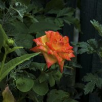 Оранжевая роза :: Валентин Семчишин Оранжевая роза :: Валентин Семчишин