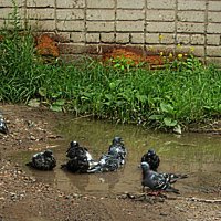 Время купания :: Сергей Уткин