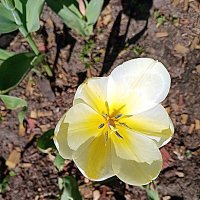 Цвет весны. :: Владимир Драгунский Цвет весны. :: Владимир Драгунский