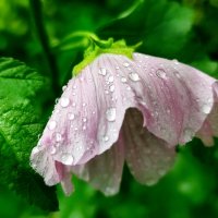 Ах ! Эти летние дожди :: Валентина Богатко Ах ! Эти летние дожди :: Валентина Богатко