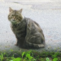 Соседский кот пришёл в гости :: Людмила Смородинская