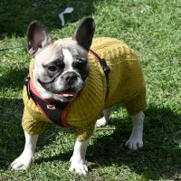 Москва. Парад французских бульдогов в усадьбе «Воронцово». :: Наташа ***** Москва. Парад французских бульдогов в усадьбе «Воронцово». :: Наташа *****