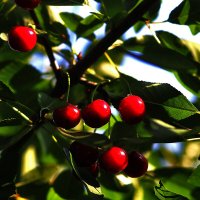 Скоро будет вино :: Юрий Гайворонскiий Скоро будет вино :: Юрий Гайворонскiий