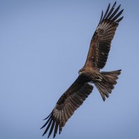 Коршун в полете :: Вадим Басов Коршун в полете :: Вадим Басов