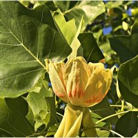 Цветок. :: Валерия Комова