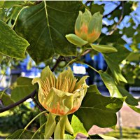 Распускающиеся цветы тюльпанового дерева. :: Валерия Комова