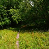 Ядрин. Тропинка пойменного леса реки Суры летом. :: Пётр Чернега