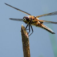 *** :: Владимир Безбородов *** :: Владимир Безбородов
