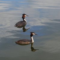 Чомга :: Рита Симонова Чомга :: Рита Симонова