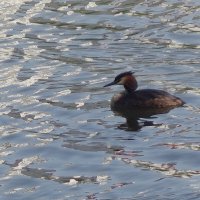 Чомга в вечернем свете :: Рита Симонова