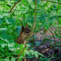 Белка :: Александр Бочериков