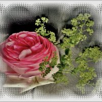 РОЗА... :: Elvira E. 