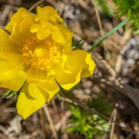 Адонис весенний. :: Алексей Трухин