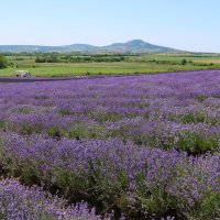 лавандовое море :: Светлана Баталий