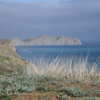 Природа Крыма :: Amazing Cosmea
