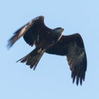Чёрный коршун (лат. Milvus migrans) :: Яков Хруцкий