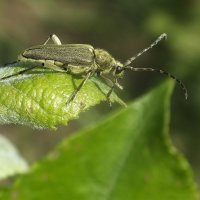 ** :: Зоя Мишина ** :: Зоя Мишина