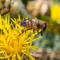 Трудяга :: Валерий Ткаченко Трудяга :: Валерий Ткаченко