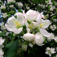 Весеннее чудо :: Сергей Карачин