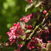 ****** :: ИННА ПОРОХОВА