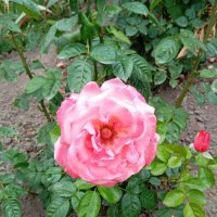 ... :: Константин Штарк