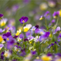 Анютины глазки :: Анастасия Северюхина Анютины глазки :: Анастасия Северюхина