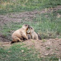 Нежность.... :: Зинаида Манушкина