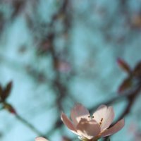 *** :: Яна Горбунова