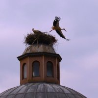 Взлетает :: Сергей Никифоров