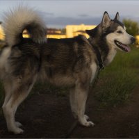 Ярик. :: leff Postnov