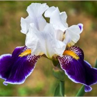 Лето... :: Aquarius - Сергей