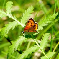 опять про бабочек 48 :: Александр Прокудин опять про бабочек 48 :: Александр Прокудин