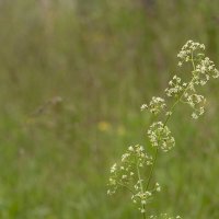 Травы Владимирской области :: Николай Чичерин Травы Владимирской области :: Николай Чичерин