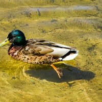 Селезень кряквы в прозрачной воде водоёма. :: Милешкин Владимир Алексеевич Селезень кряквы в прозрачной воде водоёма. :: Милешкин Владимир Алексеевич