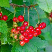 Зреет красная смородина. :: Милешкин Владимир Алексеевич 