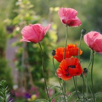 Мои прекрасные маки :: Ирина Баскакова Мои прекрасные маки :: Ирина Баскакова