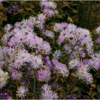 Василистник :: Валентин Котляров